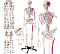 Squelette - TECTAKE - Squelette humain GÜNNI grandeur nature détaillé modèle anatomique 180 cm avec 1 affiche et 1 support inclus