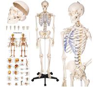 Squelette - tectake - structure osseuse - squelette original grandeur nature, articulations mobiles, amovible - 181 cm - blanc