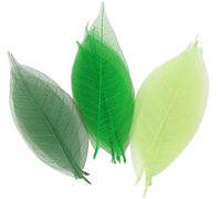 Squelettes De Feuilles Assortiment Vert 8 Cm 20 Pièces