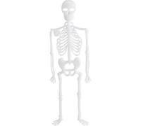 Squelettes phosphorescents - Spooky Bones - 32 cm - Lot de 4 - Décoration Halloween - Étanches