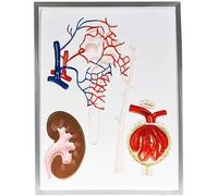 SSDDLZEQ Modèle anatomique humain Modèle d'anatomie humaine Modèle d'anatomie glomérule et tubule pour démonstration biomédicale et enseignement des instruments scientifiques