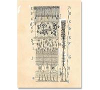 SSLDP LFHLI Neuron Dessin Santiago Ramon y Cajal Affiche et Estampes Neuron Dessin Toile Peinture Décoration Murale Tableau 50x70cm Sans cadre