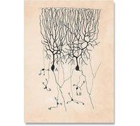 SSLDP LFHLI Neuron Dessin Santiago Ramon Y Cajal Affiche Et Impressions Neuron Dessin Santiago Ramon Y Cajal Toile Peinture Murale Art Décor 50x70cm sans Cadre