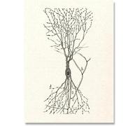 SSLDP LFHLI Neuron Dessin Santiago Ramon Y Cajal Affiche Et Impressions Neuron Dessin Santiago Ramon Y Cajal Toile Peinture Murale Art Décor 50x70cm sans Cadre