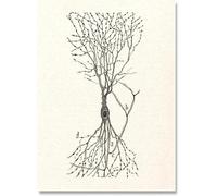 SSLDP LFHLI Neuron Drawing Santiago Ramon y Cajal Affiches Abstract Wall Art Neuron Peinture et Estampes Peinture Décoration Maison 50x70cmx1 sans Cadre