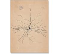 SSLDP LFHLI Neuron Drawing Santiago Ramon y Cajal Affiches Abstract Wall Art Neuron Peinture et Estampes Peinture Décoration Maison 50x70cmx1 sans Cadre