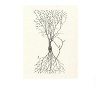 SSLDP LFHLI Santiago Ramon y Cajal Neuron Affiche de Dessin Mural rétro Art Mural Neurosciences Toile Peinture et Estampes Décoration Maison Tableau 50x70cm sans Cadre