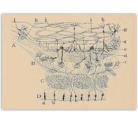 SSLDP LFHLI Santiago Ramon y Cajal Neuron Affiche de Dessin Vintage Mural Neurosciences Peinture et estampes Décoration intérieure Image 50x70cm sans Cadre