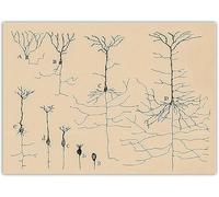 SSLDP LFHLI Santiago Ramon y Cajal Neuron Affiche de Dessin Vintage Mural Neurosciences Peinture et estampes Décoration intérieure Image 50x70cm sans Cadre