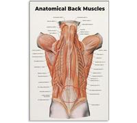 SSOPTMCB Back View Muscular Anatomy Chart Canvas Wall-Art Educational Print for Bedroom and Living Room(Unframed,08x12inch(20x30cm))