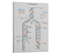 SSOPTMCB Biology Classroom Poster DNA Replication Process and Structure Diagram Science Wall-Art for Students Learning Genetics(Unframed,08x12inch(20x30cm))