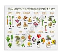 SSOPTMCB Edible Botany Poster Parts of a Plant We Eat From Root to Flower Wall Chart for Science Teachers Home Gardeners Decor(Unframed,08x12inch(20x30cm))