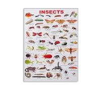 SSOPTMCB Educational Canvas Art - Insect Encyclopedia Poster Bugs Chart for Home and School(Framed,12x18inch(30x45cm))