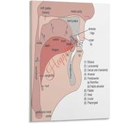 SSOPTMCB Places of Articulation Vocal Tract Diagram Poster Speech Organs Anatomy Chart Educational Canvas Wall-Art Living Room Bedroom
