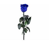 St. Leonhard Rose éternelle avec tige - bleu