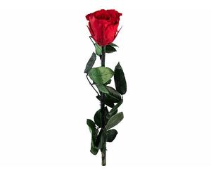 St. Leonhard Rose éternelle avec tige - rouge