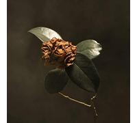 St. Paul & the Broken Bon - Young Sick. -Digislee [Import]