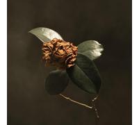 Young Sick Camellia