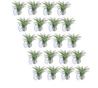 Staccatory Lot de 20 supports de tillandsia avec ventouse pour plantes non incluses
