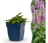 Stachys off. Ukkie - Oreille d'âne - Plante de roche - Rose - 15-25cm - Ø11cm - Plante de jardin
