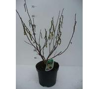 Stachyurus chin. 'Celina' - Pervenche chinoise 40- 50 cm - conteneur