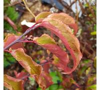 Stachyurus chinensis 'Joy Forever' / Stachyurus de Chine/Conteneur de 7 à 10 litres/Touffe/Arbuste de collection