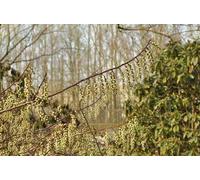 Stachyurus praecox (japonicus) - Pervenche de Chine 40- 50 cm - conteneur