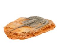 STAHAD Fossile Décoratif D’insecte Paléontologique pour L’enseignement des Sciences, Spécimen Simulé Réaliste, Décoration Éducative pour Salle de Classe, Collection Pédagogique