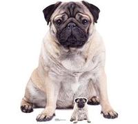 STAR CUTOUTS Figurine en carton Chien Carlin assis - Haut 128 cm Multicolors G