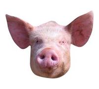 STAR CUTOUTS Masque en carton - Animaux - Cochon - Taille A4 Multicolors