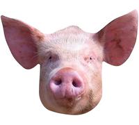 STAR CUTOUTS Masque en carton - Animaux - Cochon - Taille A4 Multicolors