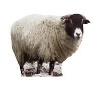 Star Cutouts - Stsc64 - Figurine Géante - Mouton 84 Cm