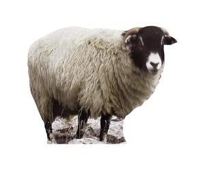 Star Cutouts - Stsc64 - Figurine Géante - Mouton 84 Cm