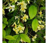 Star of Toscane - Jasmin étoilé (feuillage persistant et robuste/fleurs jaunes) | ClematisOnline : 60 cm de haut vendu et cultivé dans des pots de 1,5 litre