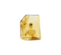 Starborn Ambre de la Baltique avec inclusion d'insectes - Une pièce