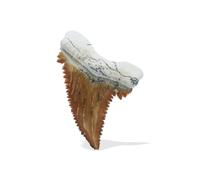 Starborn Fossiles de collection rares, Medium, Gemme, fossile