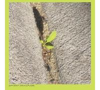 Stardrum, Booker - Close-Up on the Outside