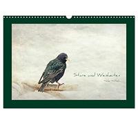 Stare und Weisheiten (Wandkalender 2026 DIN A3 quer), CALVENDO Monatskalender: Stare, Weisheiten und Sprichwörter