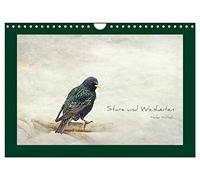 Stare und Weisheiten (Wandkalender 2026 DIN A4 quer), CALVENDO Monatskalender: Stare, Weisheiten und Sprichwörter