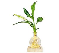 Station de Propagation des Plantes Vase de jardinière hydroponique à LED avec lumière intégrée pour Les boutures Vase Propagation l'eau en Verre Transparent pour la Maison Le Bureau et la veilleuse
