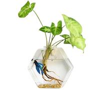 Stations de propagation Mur Planteur Hyxagonal Hexagonale Propagation Mur Plante suspendue Terrarium transparent transparent Station de propagation de la plante en verre de bricolage pour l