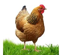 Statue de poule décorative en acrylique 2D pour jardin, cour, allée, pelouse, terrasse, amoureux du jardin Zorq