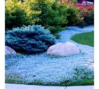 Stein Wasser Sellerie Samen Nicht-gvo Natürliche Produit Mehrjährige Cress Pflanzen Samen Im Freien Garten Garten Rasen Farm Park Dekation Gärtner Geschenk Bleu clair 1000 pièces