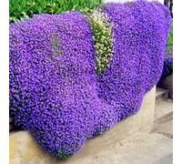 Stein Wasser Sellerie Samen Nicht-gvo Natürliche Produit Mehrjährige Cress Pflanzen Samen Im Freien Garten Garten Rasen Farm Park Dekation Gärtner Geschenk Violet clair 1000 pièces