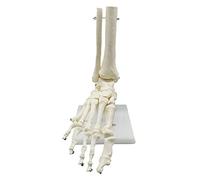 Steowsey 1:1 Modèle D'Anatomie Du Pied Squelette Humain Pied et Cheville avec Tige Modèle Anatomique Ressources PéDagogiques D'Anatomie