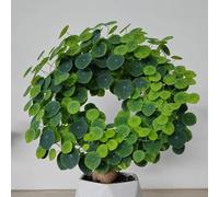 Stephania Erecta - Couleur rare, convient pour l'intérieur et l'extérieur, facile à cultiver - 3 tubercules H