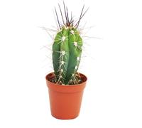 Stetsonia Coryne - aiguille à coudre cactus - pot de 5,5 cm