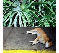 STEVE BATES - ALL THE THINGS THAT HAPPEN VINYL LP NEUF