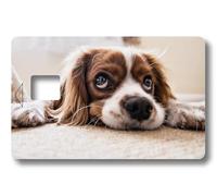 Sticker Autocollant Carte Bancaire Recto - Chien COCKER - COPPIA - Démarquez-vous en personnalisant votre Carte Bancaire à petit prix - Fabrication Française (Format US) (Format Europe) (Format US)