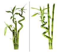 Sticker Autocollant Décoratif Kit x2 - Stickers Muraux Bambou, Autocollants muraux, adhésif Zen - tickers décoration - Décoration Murale Chambre Enfants Salon Bureau (50x27 cm)